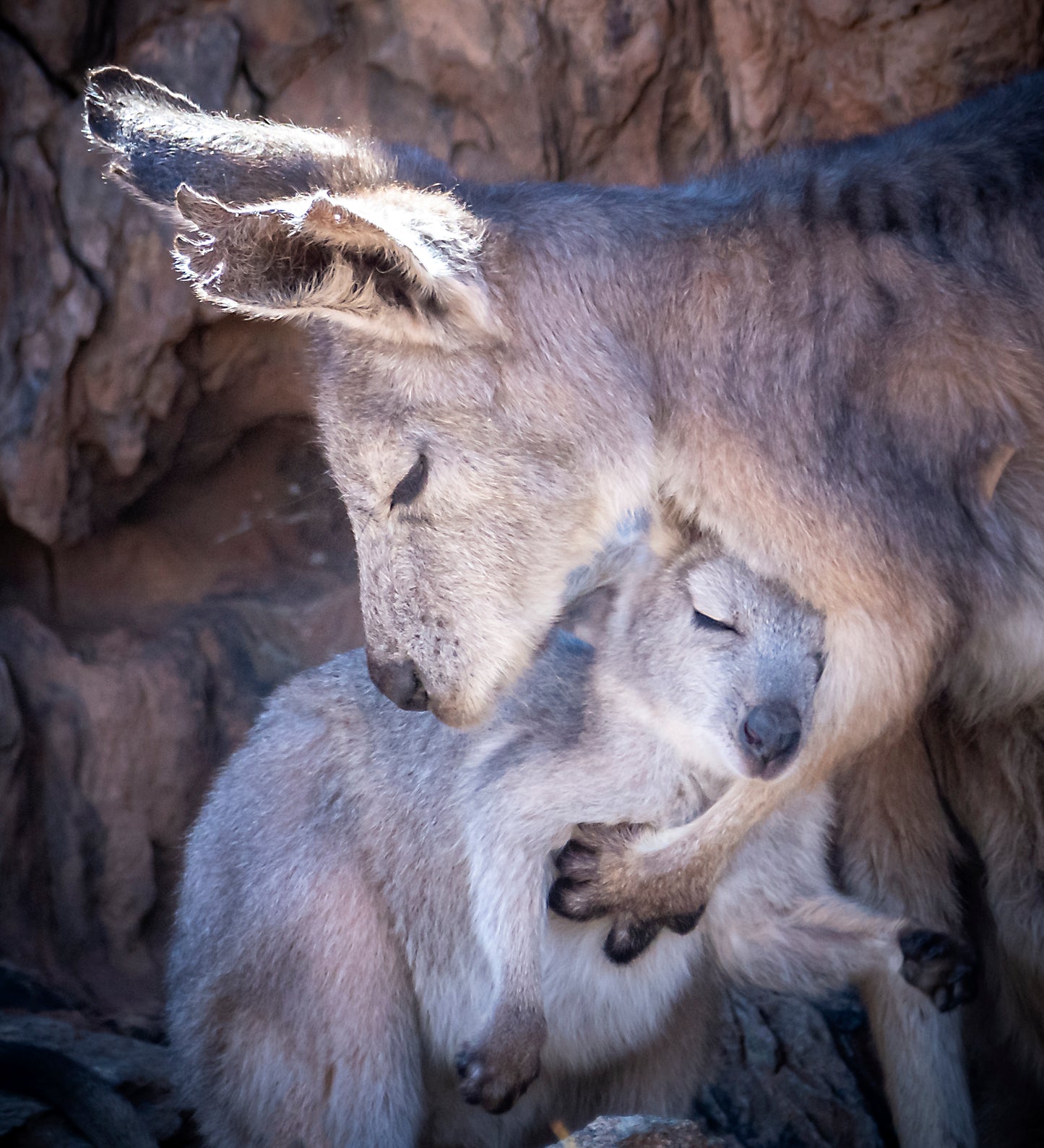 A TENDER MOMENT - FRAMED PRINT - 590 x 670mm